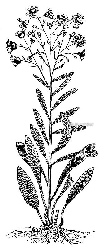 加拿大马草花(Erigeron Canadensis) - 19世纪